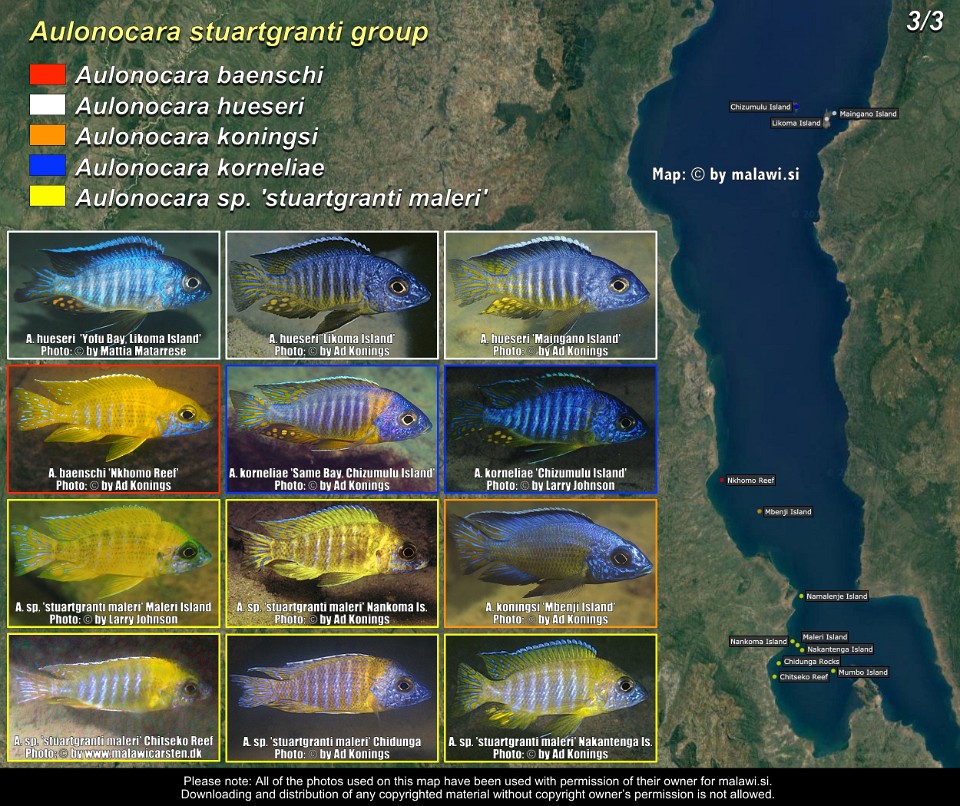 Aulonocara stuartgranti group (3/3)<br><font color=gray>A. baenschi, A. hueseri, A. koningsi, A. korneliae & A. sp. 'stuartgranti maleri'</font>