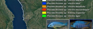 Placidochromis electra 01.jpg