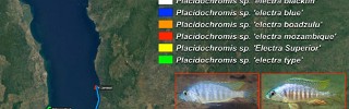 Placidochromis electra 02.jpg