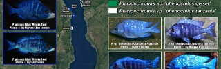 Placidochromis phenochilus.jpg