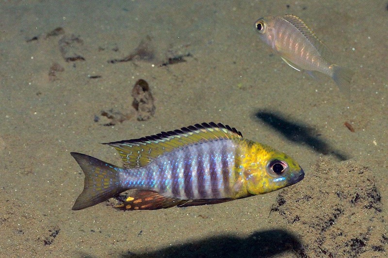 Aulonocara sp. "chitande type north" (Nkhata Bay)