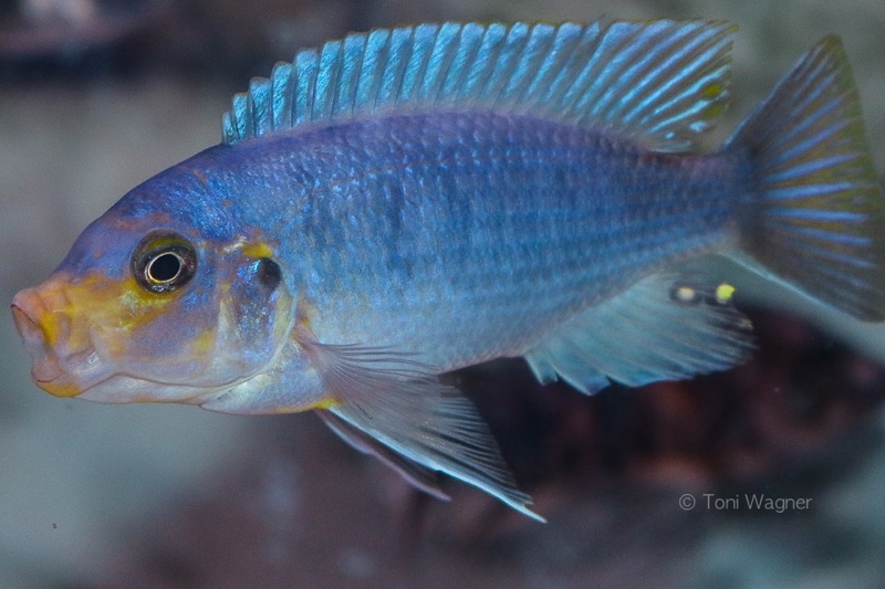 Maylandia chrysomallos