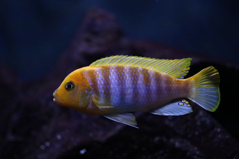 Maylandia hajomaylandi