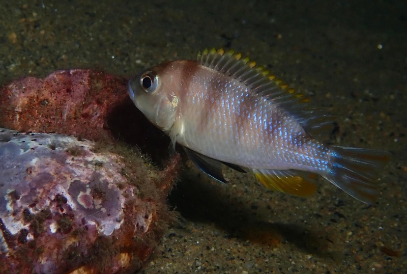 Maylandia lanisticola