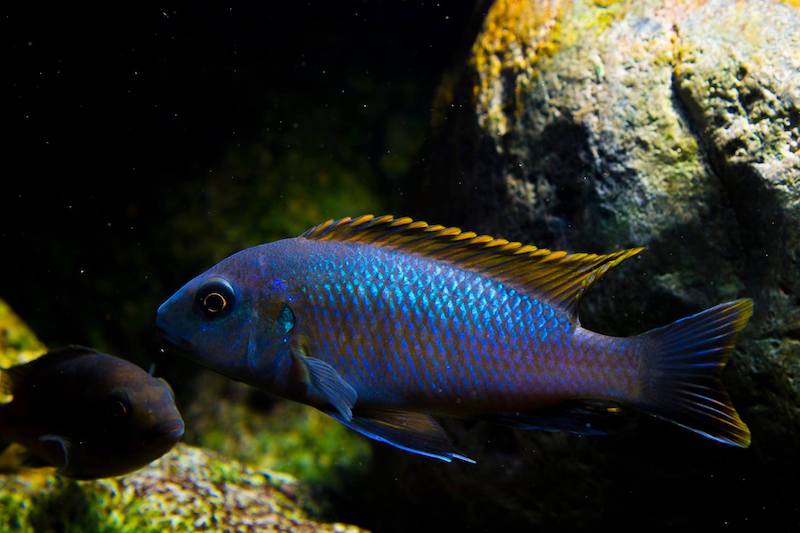 Pseudotropheus galanos 'Mbenji Island'