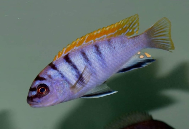 Pseudotropheus sp. "perspicax"