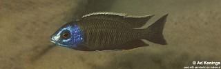 Nyassachromis breviceps