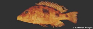 Otopharynx pachycheilus