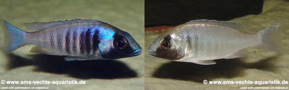 Placidochromis electra 'Fort Maguire'
