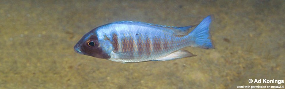 Placidochromis electra 'Gome'