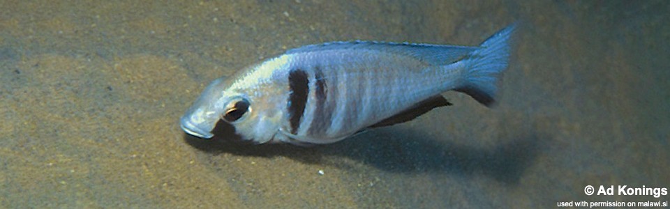 Placidochromis electra 'Likoma Island'