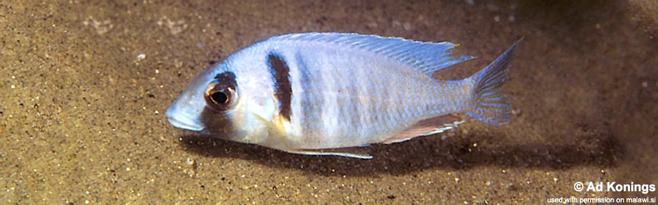 Placidochromis electra 'Londo'