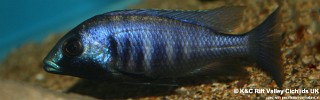 Placidochromis electra 'Chiofu'.jpg