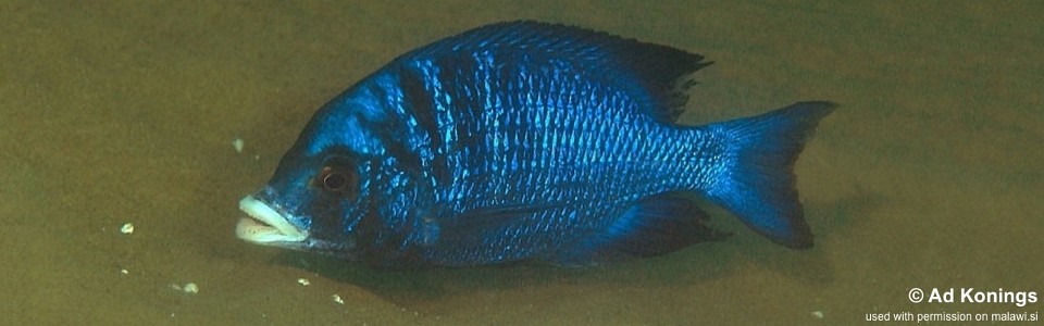 Placidochromis phenochilus 'Mdoka Reef'