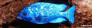 Placidochromis sp. 'phenochilus tanzania'.jpg