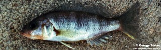 Sciaenochromis sp. 'deep water'