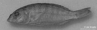 Sciaenochromis sp. 'psammophilus broad'