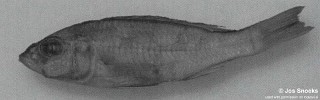 Sciaenochromis sp. 'small interorbital' Wissmann Bay.jpg