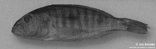 Sciaenochromis sp. 'spot bicuspid'