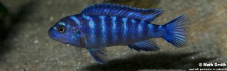 Chindongo sp. 'elongatus blue'