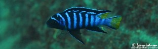 Chindongo sp. 'elongatus mphanga' Luwino Reef.jpg