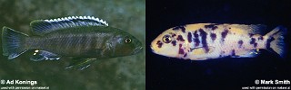 Genyochromis mento