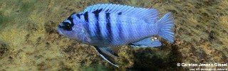 Labidochromis sp. 'gigas mara'