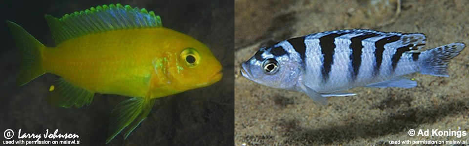 Maylandia lombardoi 'Nkhomo Reef'<br><font color=gray>Metriaclima lombardoi 'Nkhomo Reef'</font> 