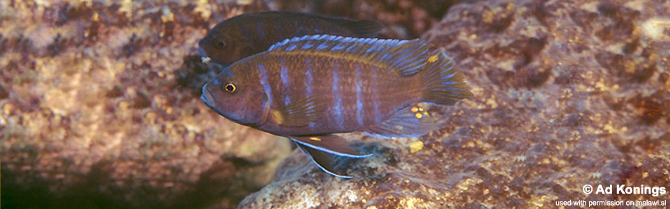 Maylandia sp. 'aggressive bars' Minos Reef<br><font color=gray>Metriaclima sp. 'aggressive bars' Minos Reef</font> 