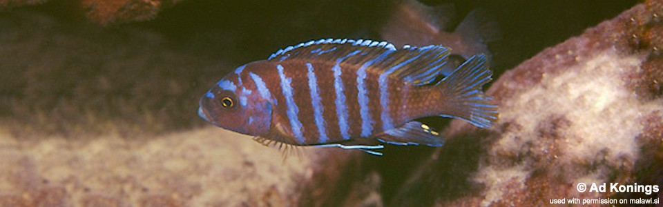 Maylandia sp. 'aggressive bars' Nkhungu Reef<br><font color=gray>Metriaclima sp. 'aggressive bars' Nkhungu Reef</font> 
