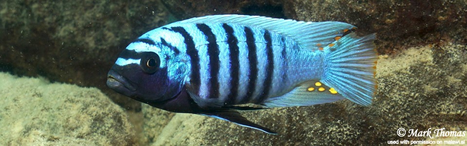 Maylandia zebra 'Mitande Reef'<br><font color=gray>Metriaclima zebra 'Mitande Reef'</font>
