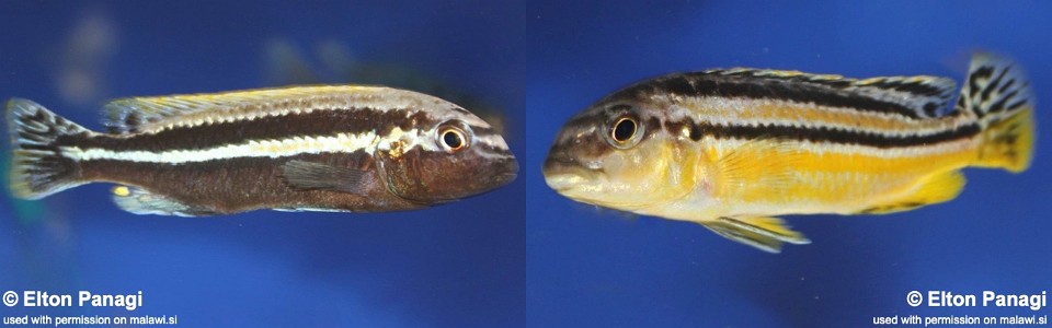 Melanochromis auratus 'Chidunga Rocks'