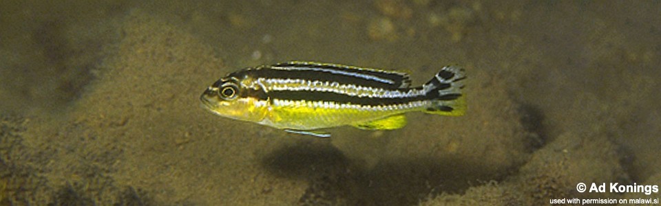 Melanochromis auratus 'Nkomo Reef'