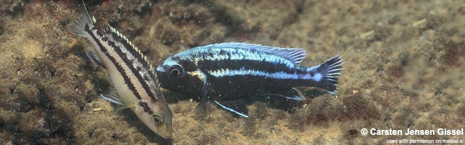 Melanochromis heterochromis