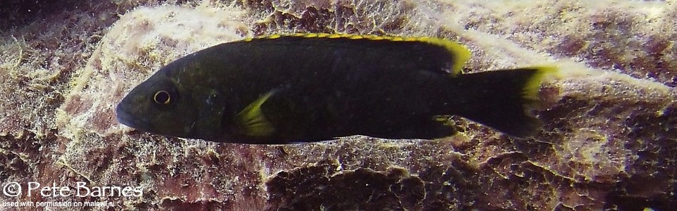 Melanochromis melanopterus 'Ababi Island'