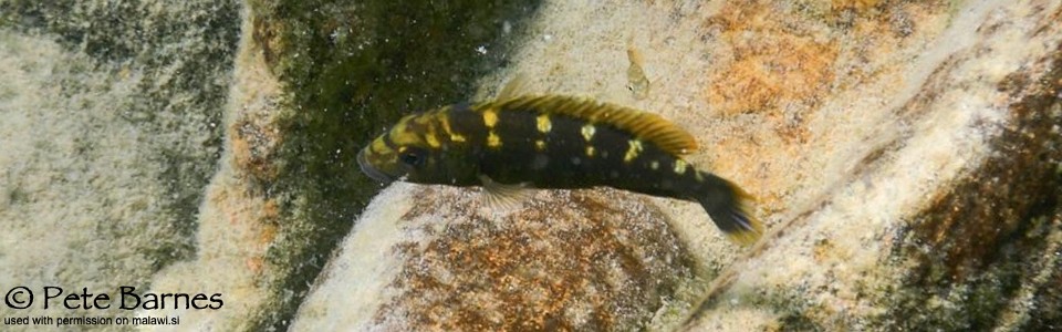 Melanochromis baliodigma 'Border'