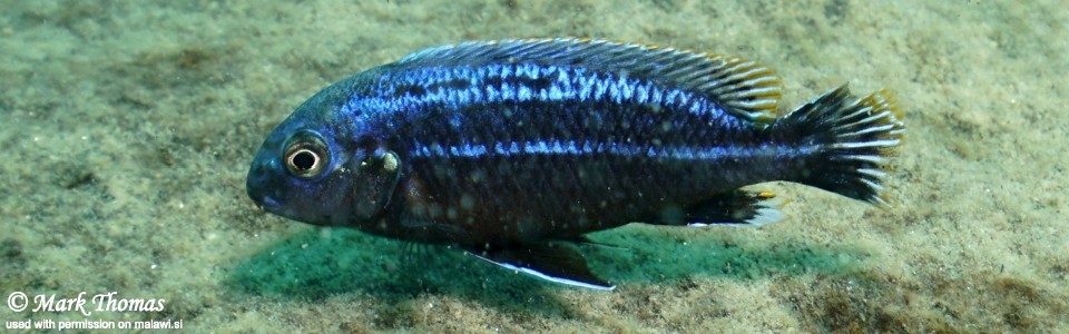 Melanochromis dialeptos 'Border'