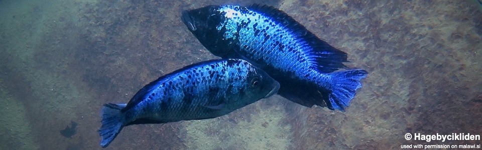 Fossorochromis rostratus 'Chesese'