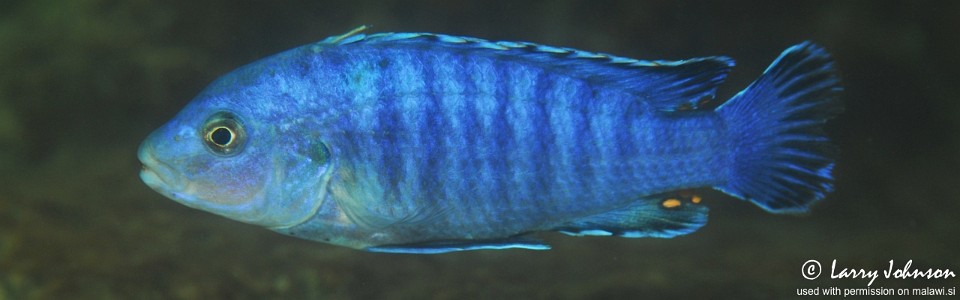 Labidochromis sp. 'gigas chidunga' Chidunga Rocks
