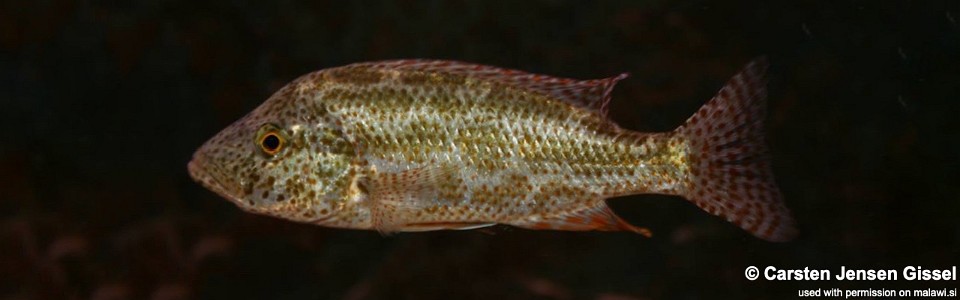 Nimbochromis polystigma 'Chilumba'