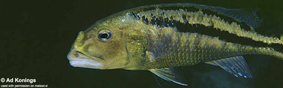 Aristochromis christyi 'Chinyamwezi Island'