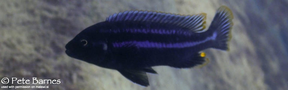 Melanochromis heterochromis 'Chinyamwezi Island'