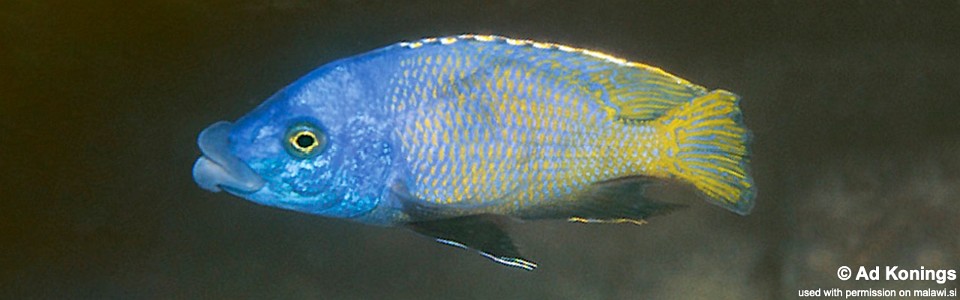 Placidochromis milomo 'Chinyamwezi Island'