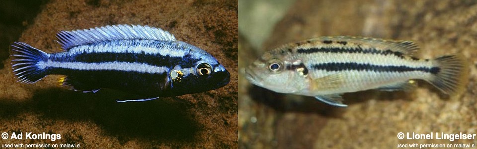 Melanochromis heterochromis 'Chinyankwazi Island'