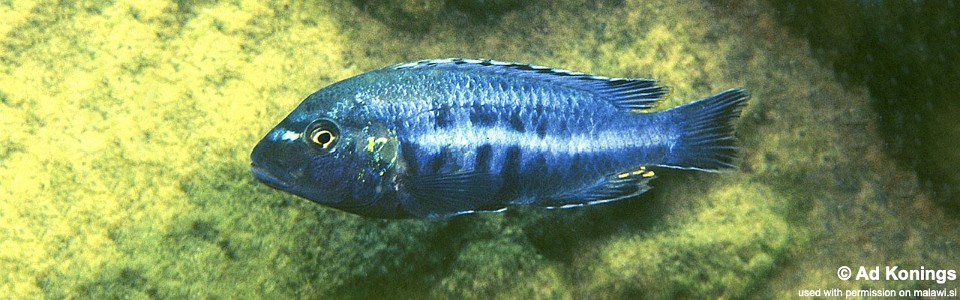 Melanochromis robustus 'Chinyankwazi Island'