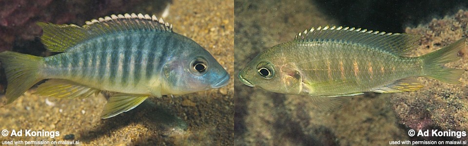 Placidochromis sp. 'chinyankwazi' Chinyankwazi Island