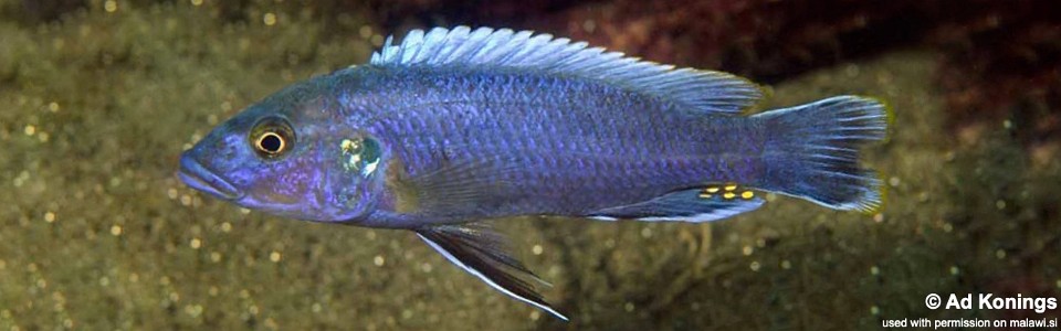 Melanochromis mpoto 'Chitande Island'