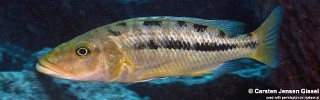Tyrannochromis macrostoma 'Chiwi Rock'.jpg
