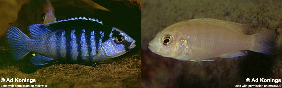 Labidochromis chisumulae 'Chizumulu Island'