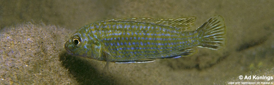 Labidochromis flavigulis 'Chizumulu Island'